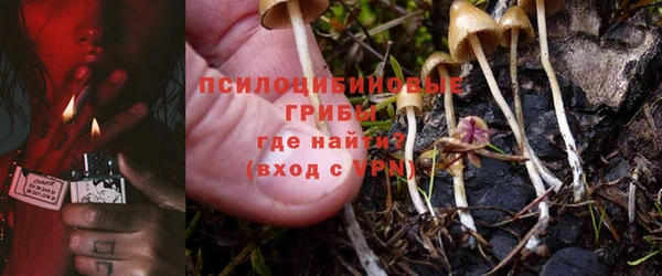 прущие грибы Аркадак